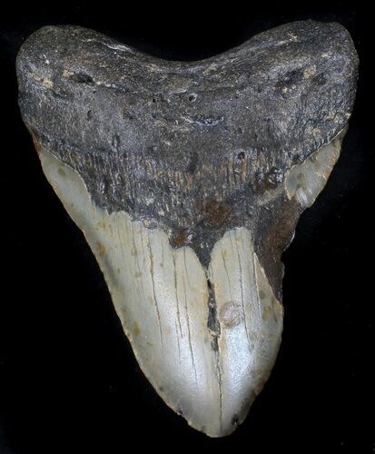 Bargain Megalodon Tooth - North Carolina #37342